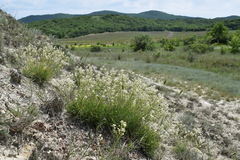Lepidium turczaninowii