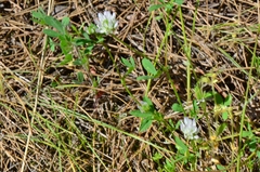 Trifolium glanduliferum