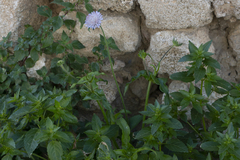 Knautia integrifolia urvillei