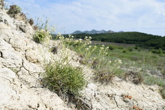 Lepidium turczaninowii