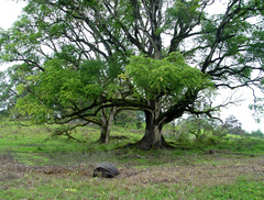 Chelonoidis niger donfaustoi