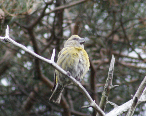 Loxia curvirostra
