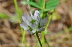 Trifolium glanduliferum