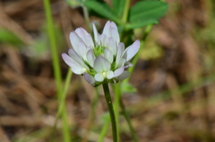 Trifolium glanduliferum