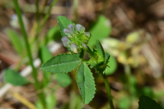 Trifolium glanduliferum
