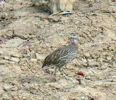 Pternistis bicalcaratus