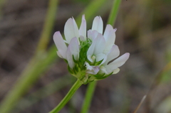 Trifolium glanduliferum