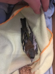 Fringilla coelebs
