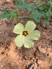 Hibiscus schinzii