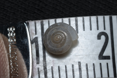 Mediterranea hydatina