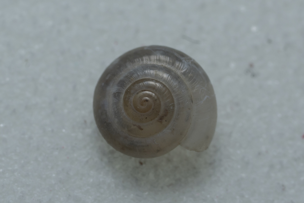 Mediterranea hydatina