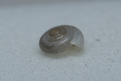 Mediterranea hydatina