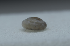 Mediterranea hydatina