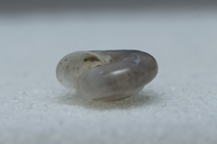 Mediterranea hydatina