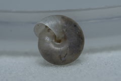 Mediterranea hydatina