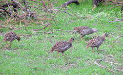 Pternistis bicalcaratus