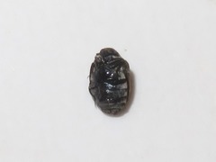 Anthrenus fuscus