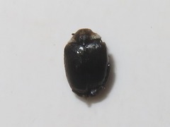 Anthrenus fuscus