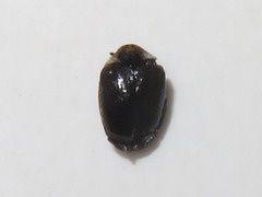 Anthrenus fuscus