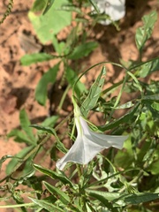 Ipomoea magnusiana