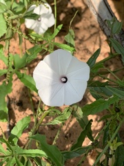 Ipomoea magnusiana