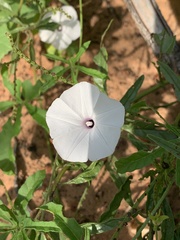 Ipomoea magnusiana