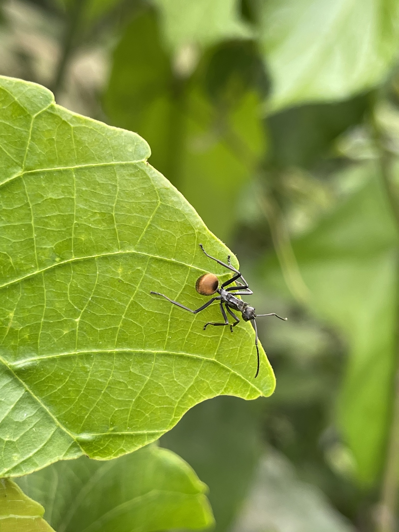 Polyrhachis laboriosa