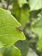 Polyrhachis laboriosa