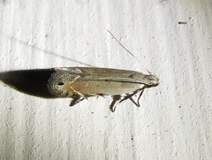 Battaristis concinnusella