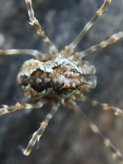 Megabunus diadema