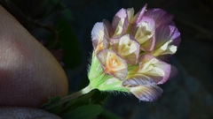 Trifolium grandiflorum