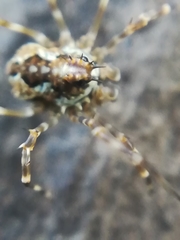 Megabunus diadema