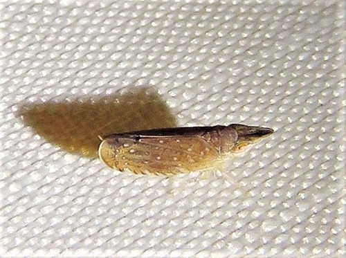 Scaphytopius latus