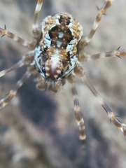 Megabunus diadema