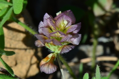 Trifolium grandiflorum