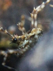 Megabunus diadema