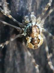 Megabunus diadema