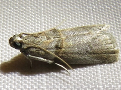 Acrobasis texana