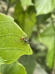 Polyrhachis laboriosa