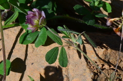 Trifolium grandiflorum