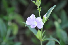 Barleria lancifolia