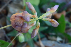 Trifolium grandiflorum