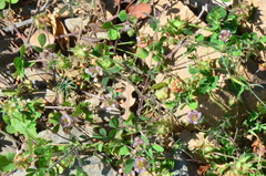 Trifolium grandiflorum