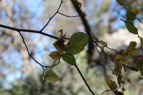 Ulmus crassifolia, photographed by an iNaturalist contributor
