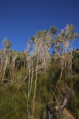 Aspalathus macrantha