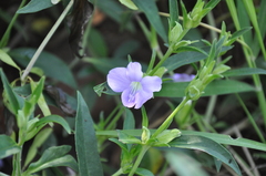 Barleria lancifolia