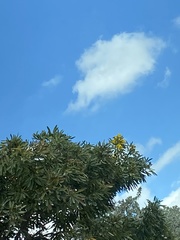 Vochysiaceae