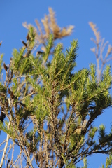 Aspalathus macrantha