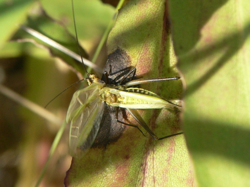 Black-horned Tree Cricket photo 5