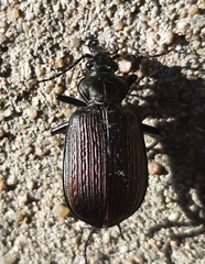 Calosoma alternans